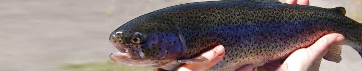 Zdjęcie pstrąg